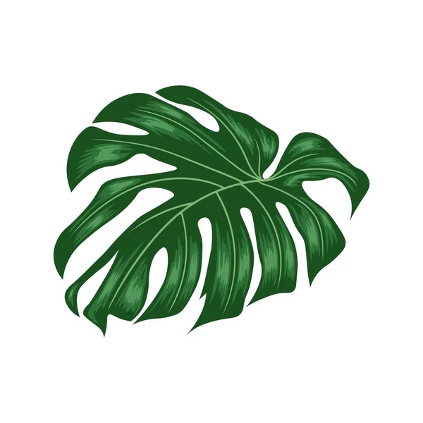 モンステラの葉手描きフラットベクトル 熱帯からモンステラDeliciosa植物の葉 — ストックベクタ