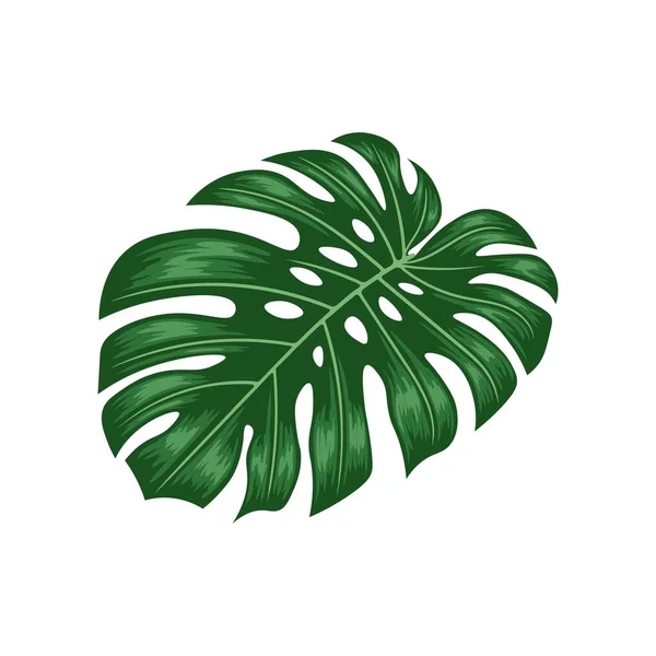 Monstera叶子手绘扁平向量 Monstera Deliciosa植物叶子从热带森林中分离的白色背景 — 图库矢量图片