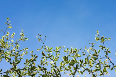 Ağaç yaprak Şubesi ile 