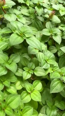 Bahçede gündüz vakti hareket eden yeşil bitkiler.