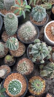 Seradaki kaktüs bitkilerinin gündüz manzarası