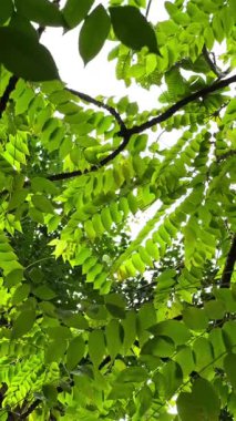 Bahçede güneş ışığı olan ağaç yaprağı dalının dikey görüntüsü