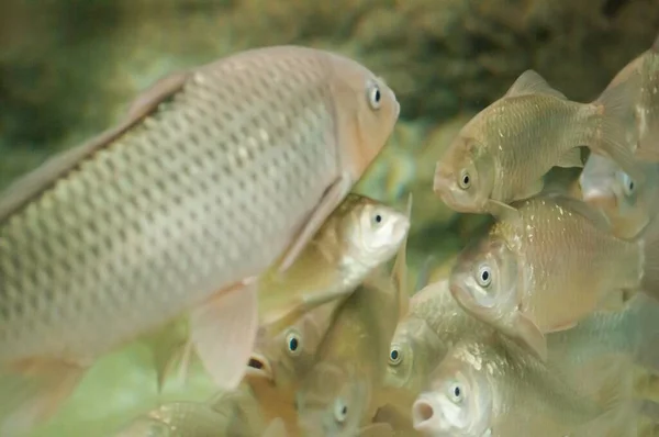 Prefeitura Ishikawa Komatsu City Japão Octuber 2015 Ishikawa Zoo — Fotografia de Stock