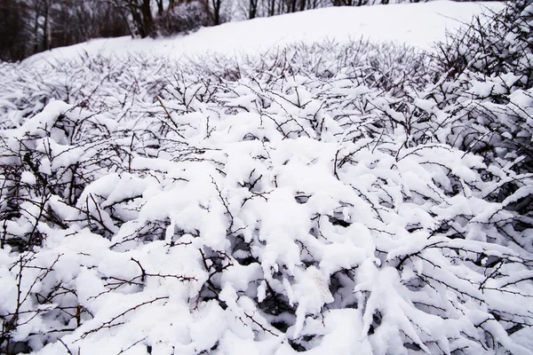 灌木上的雪的摘要。关闭覆盖树枝的雪 — 图库照片