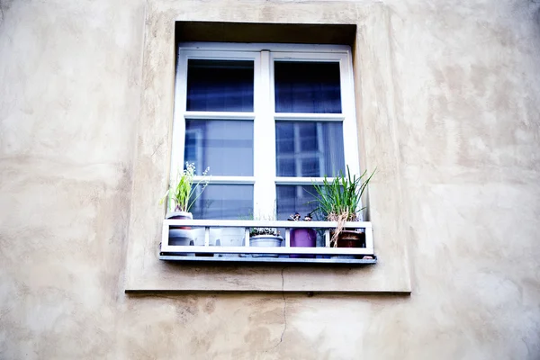 Fenster mit Blumen in Blumentöpfen — Stockfoto