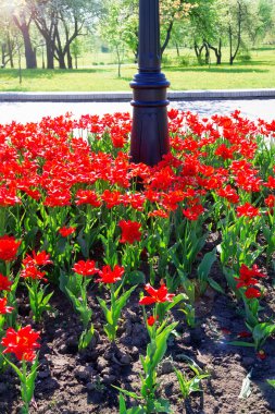 bir flowerbed üzerinde kırmızı çiçekler