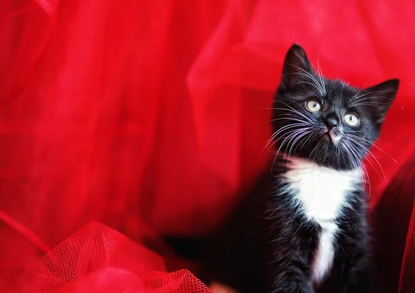 Gatinho preto sobre um fundo vermelho — Fotografia de Stock