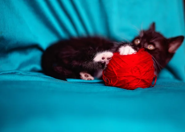 Gatinho preto sobre um fundo vermelho — Fotografia de Stock