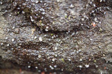 birçok küçük salyangoz