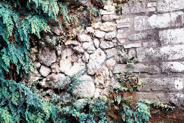 旧石垣 — ストック写真