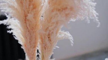 Cortaderia dalları olan bir vazo pencerenin karşısındaki odada duruyor.