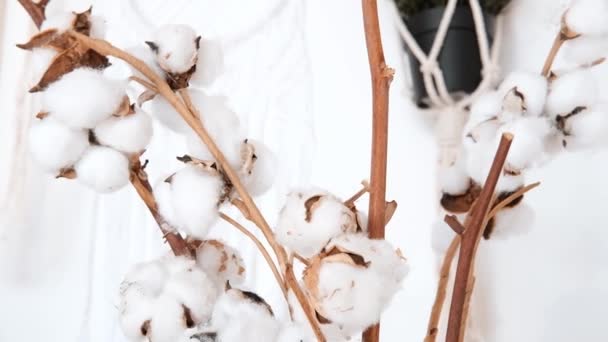 White Dry Branch Cotton Stands Brown Glass Vase Interior Decor — Stock Video