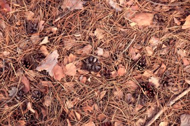 düşmüş larch iğne ve bumbs kapağının arka plan