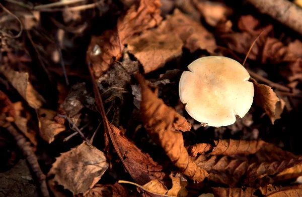 Белый гриб в лесу — стоковое фото