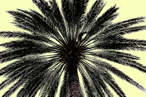 Palmowe drzewo w Hiszpanii — Zdjęcie stockowe