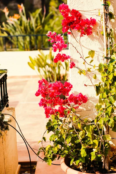 Leuchtend rote Blumen von Bugenvilliya auf einem Terrassenhintergrund — Stockfoto