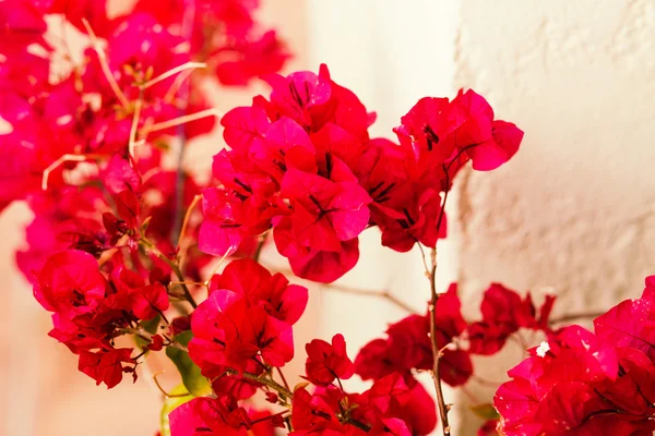Flores rojas brillantes de Bugenvilliya sobre un fondo de terraza —  Fotos de Stock