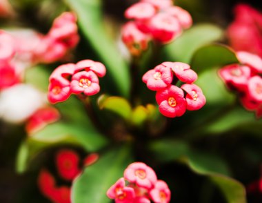 Atatürk Milii bir bahçe