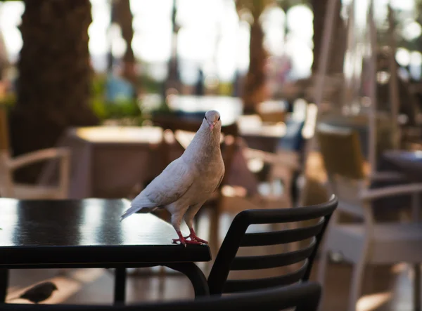Dove in street cafe. Background — Stock Photo, Image