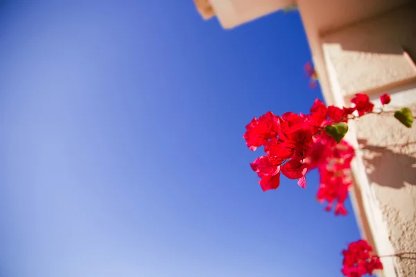 Leuchtend rote Blumen von Bugenvilliya auf einem Terrassenhintergrund — Stockfoto