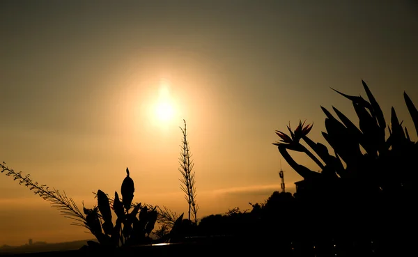 Atardecer / flor de hierba con fondo atardecer —  Fotos de Stock