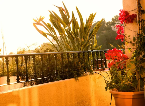 Die Blumen auf der Terrasse — Stockfoto