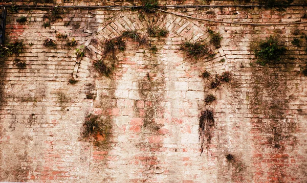 An old decayed brick wall has plants growing on it — Stock Photo, Image