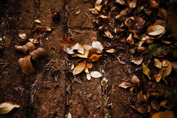 Dry leaves that fall on a concrete. Background — Stock Photo, Image