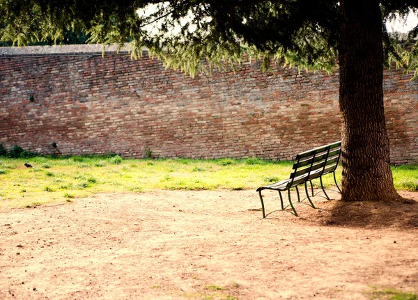 Single bench under tree in a park — Stock Photo, Image