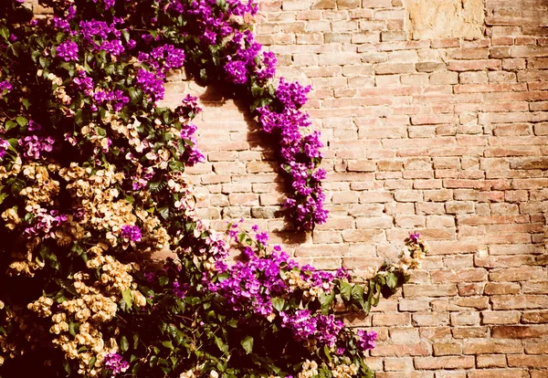 Blumen auf Ziegelwand für Tapete — Stockfoto