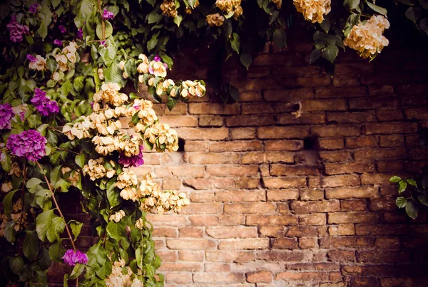 Blumen auf Ziegelwand für Tapete — Stockfoto