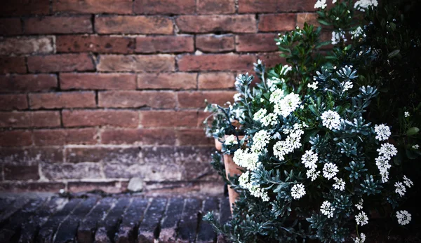 Flores brancas sobre uma parede de tijolo — Fotografia de Stock