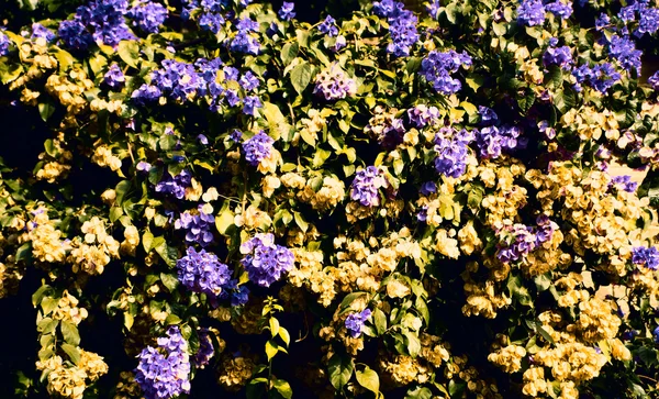 Bright  flowers of Bugenvilliya on a background of terrace — Stock Photo, Image