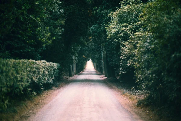 Natuurlijke tunnel gevormd door bomen — Stockfoto