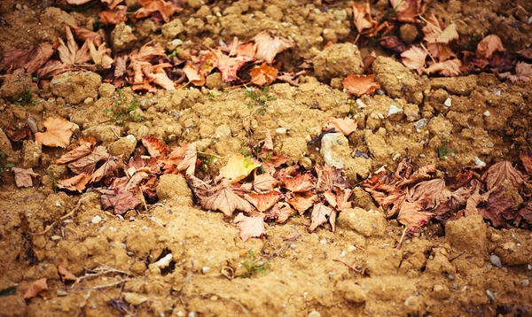 土壤上干燥的叶子-抽象的自然背景 — 图库照片