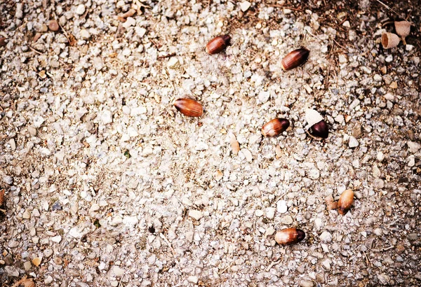 Big acorns  on the ground in autumn — Stock Photo, Image