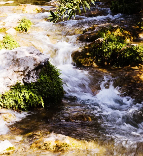 森林中的泉水 — 图库照片