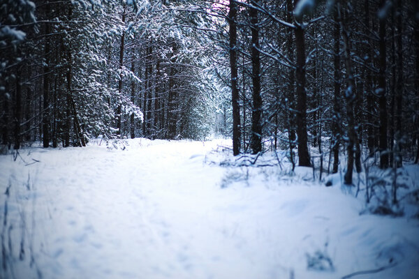 Photo of beautiful winter forest