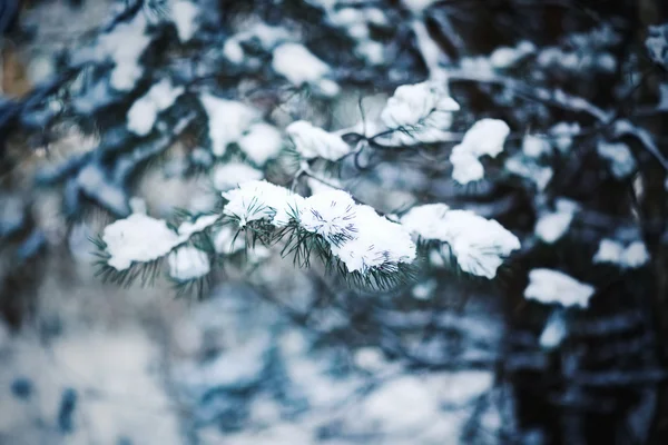 Branches de pin congelées dans la neige — Photo