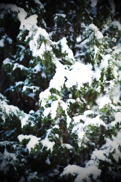 冬季杉木林 — 图库照片