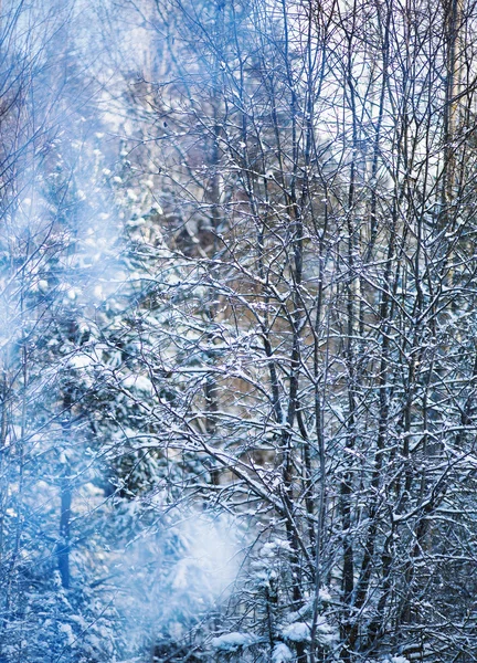 雪林中的火 — 图库照片