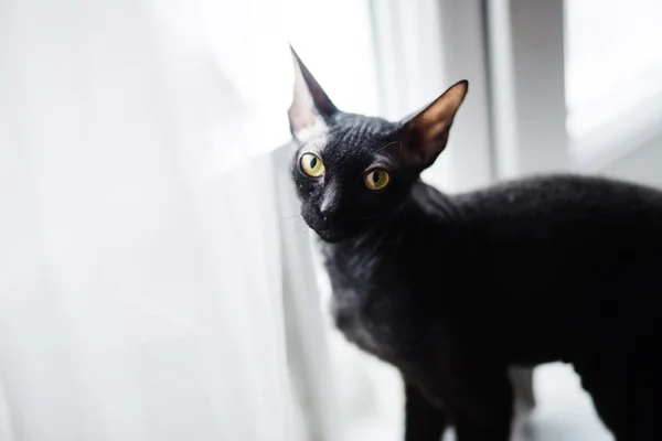 Sphynx gato engraçado em pé no peitoril da janela — Fotografia de Stock