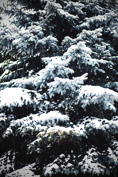 雪中的第一棵树。冬季时间 — 图库照片