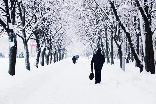 Aleja drzew zimą — Zdjęcie stockowe