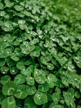 Çiyin içindeki çayırda