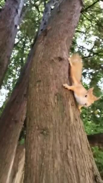 Veveriță Copac Din Parc — Videoclip de stoc