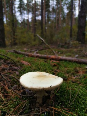 Sonbaharda ormandaki bir açıklıkta mantar.
