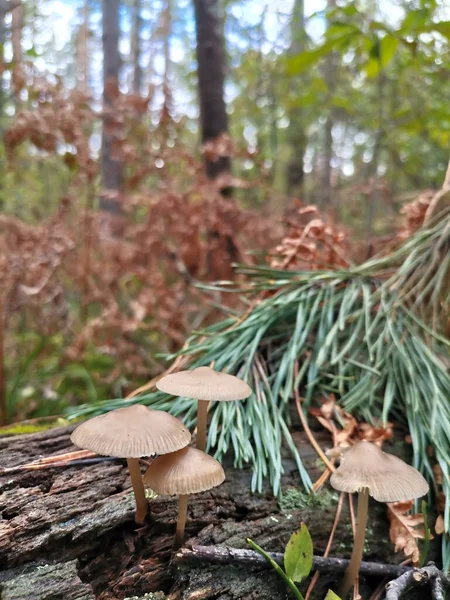 Champiñones Claro Bosque Otoño —  Fotos de Stock