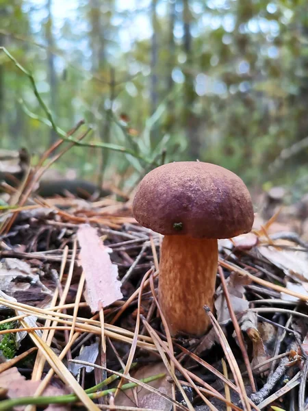 Cogumelo Uma Clareira Floresta Outono — Fotografia de Stock