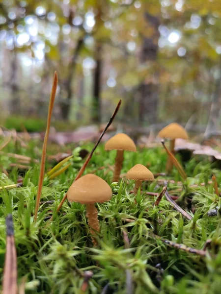 Champiñones Claro Bosque Otoño —  Fotos de Stock